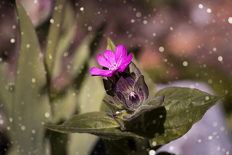 Spring Pollen and Your Vehicle